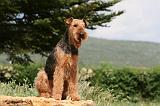 AIREDALE TERRIER 299